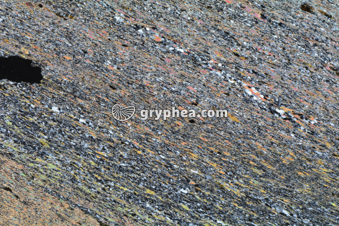 Schiste à biotite (Bas Limousin) LPA x3,5 - gryphea.org